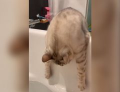 お風呂で撮影した猫の動画が３６０万回以上再生され大反響！　「最高に可愛い」の声