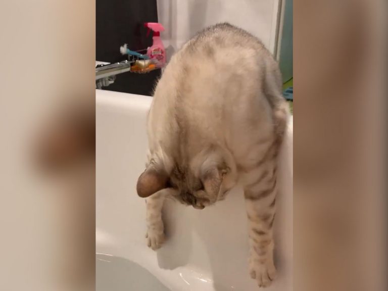 お風呂で撮影した猫の動画が３６０万回以上再生され大反響 最高に可愛い の声 Grape グレイプ