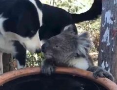僕たち友達だよ　民家の庭に水を飲みに来たコアラ　すると犬が近づいて…