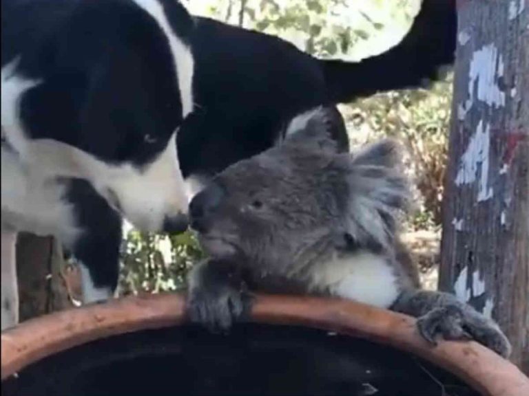 僕たち友達だよ 民家の庭に水を飲みに来たコアラ すると犬が近づいて Grape グレイプ