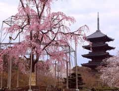 「これは絶対行く！」観光客であふれる春の京都で…？『最高すぎるツアー』がこちら