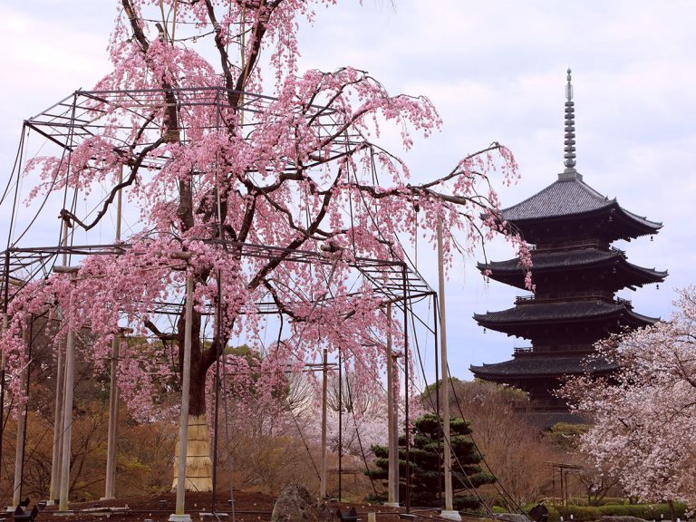 これは絶対行く 観光客であふれる春の京都で 最高すぎるツアー がこちら 1 Grape グレイプ
