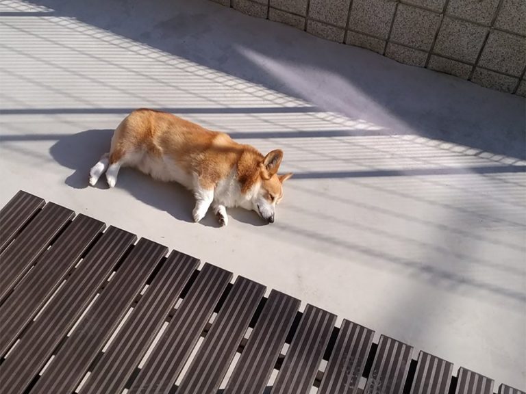 ちゃんと両側を焼いてる コーギー犬のお昼寝を写した１枚が 話題 Grape グレイプ