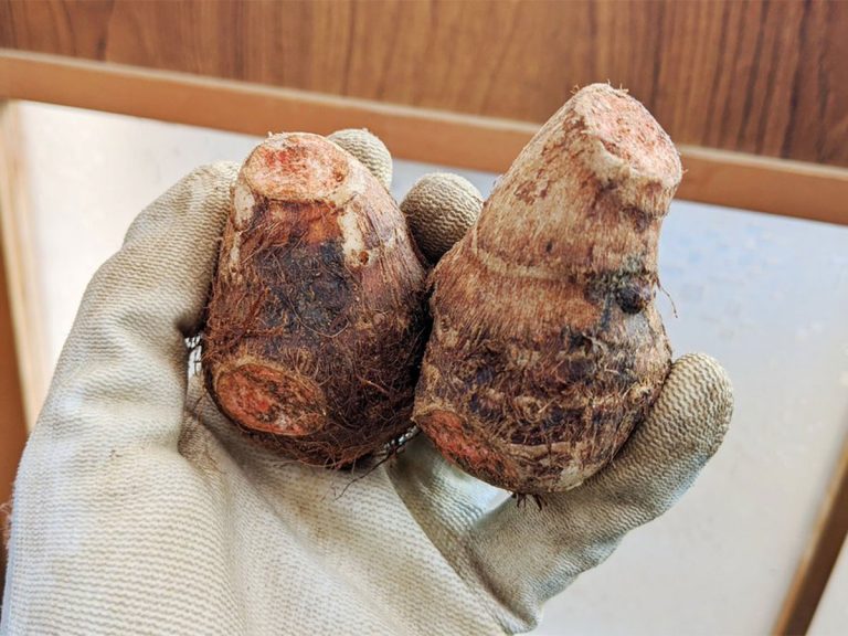 カビだと思って捨てた パートさんの言葉に衝撃 里芋の赤みの正体は Grape グレイプ