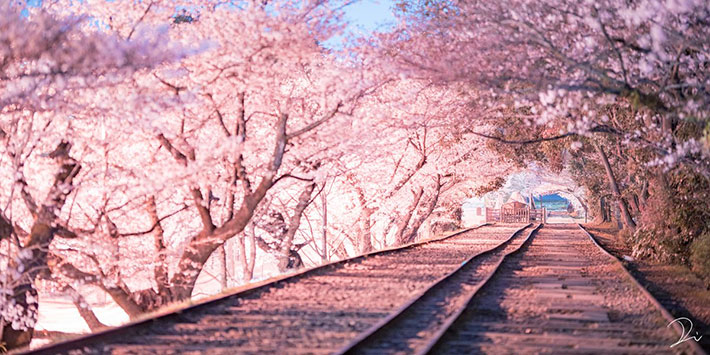 美しくて涙が出そう 癒される ピンク色に染まる桜の写真に感動 全４枚 Grape グレイプ