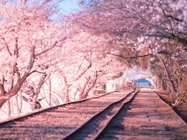 美しくて涙が出そう 癒される ピンク色に染まる桜の写真に感動 全４枚 Grape グレイプ