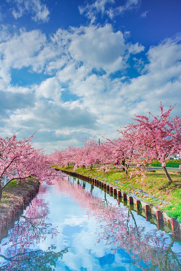 美しすぎる桜の写真に１０万人が感動 完璧な構図すぎて絵画かと思った人 続出 Grape グレイプ