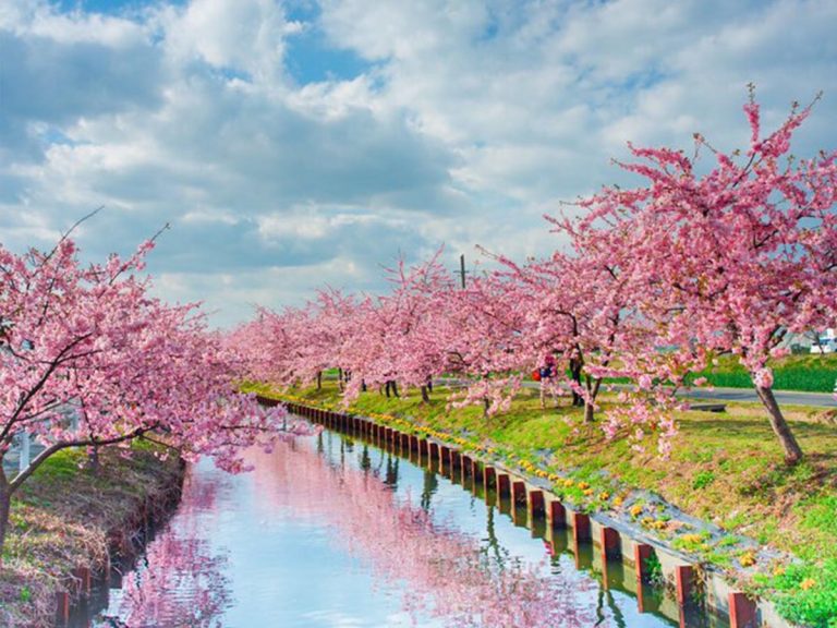 美しすぎる桜の写真に１０万人が感動 完璧な構図すぎて絵画かと思った人 続出 Grape グレイプ