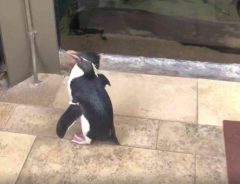 「かわいい」「癒される」　お客さんのいない水族館を散歩するペンギンにメロメロ