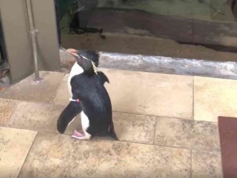 かわいい 癒される お客さんのいない水族館を散歩するペンギンにメロメロ Grape グレイプ