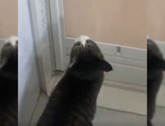 飼い主が猫を浴室に入れると…？　６秒の動画に、２３万人が『いいね』