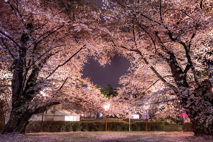 桜の木で作るハートが美しい 縁起がよさそう 幸せな気分になる の声 Grape グレイプ