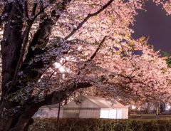 桜の木で作るハートが美しい！　「縁起がよさそう」「幸せな気分になる」の声