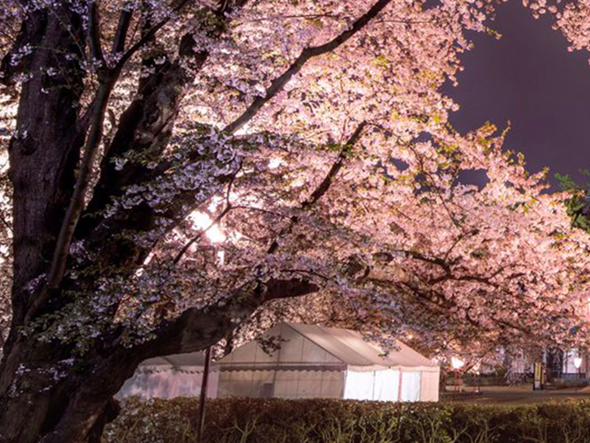 桜の木で作るハートが美しい 縁起がよさそう 幸せな気分になる の声 2020年3月28日 Biglobeニュース
