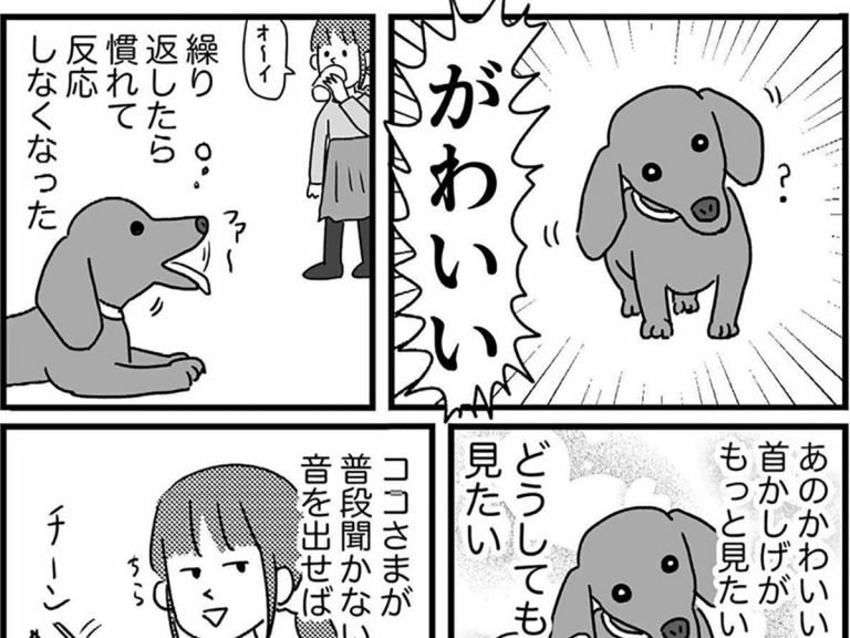 愛犬の レア仕草 にメロメロな女性は も もう一度見せて Grape グレイプ