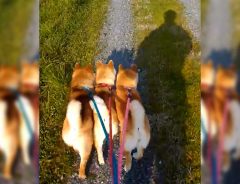 散歩に出かけた３匹の柴犬　飼い主が撮影した『動画』が、ネットで大反響