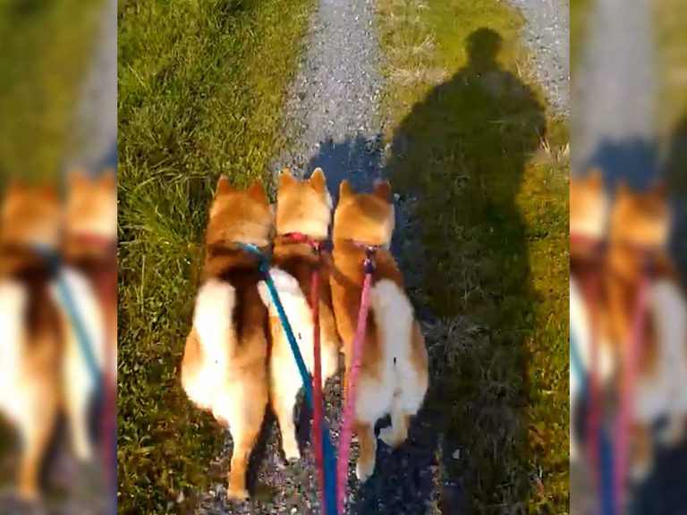 散歩に出かけた3匹の柴犬 飼い主が撮影した 動画 が ネットで大反響 Grape グレイプ