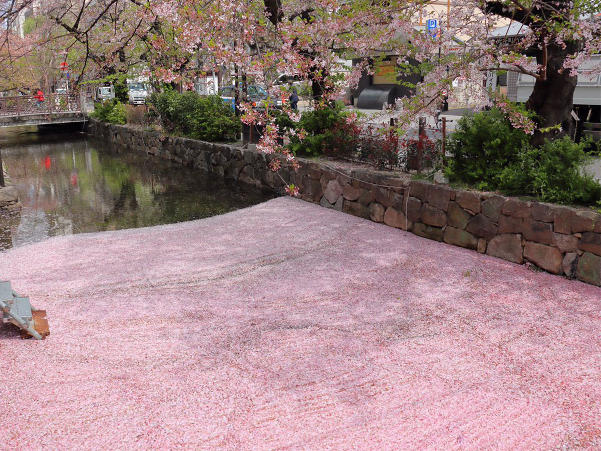感動しました とてもいい写真 川に広がるピンクの絨毯の正体とは Grape グレイプ