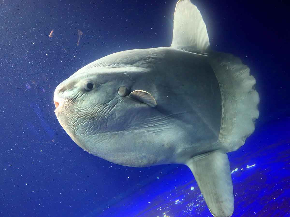 マンボウはエサの量が決まってる 顔を見分けてエサやりをする飼育員さんがスゴかった Grape グレイプ