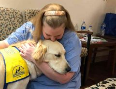 介助犬を目指している子犬　病院で疲弊する医療従事者たちを癒し始める