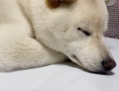 「すごい体制」「OLみたい」　グッスリ眠る柴犬の『寝姿』に、驚きの声！