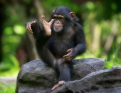 休園中の動物園のチンパンジー母子の姿に子育てママも共感！