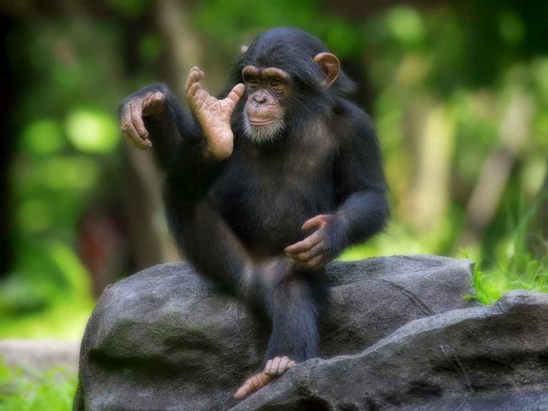 休園中の動物園のチンパンジー母子の姿に子育てママも共感 Grape グレイプ