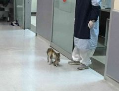 野良猫が具合の悪い子猫をくわえて病院へやってきた　すると医師たちは…