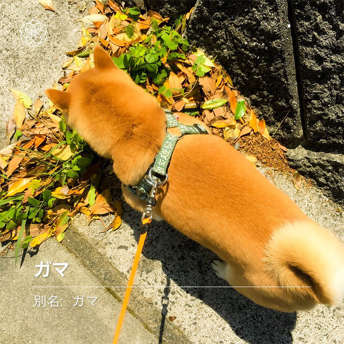 愛犬と散歩中 野花の名前をアプリで調べていると 完全に一致 笑った Grape グレイプ