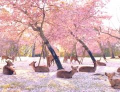 人気のない公園でくつろいでいたのは？　奈良県で撮影された『１本』に、心震える