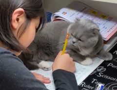 「毎日邪魔してるんだろな…」　宿題の邪魔をする猫が、憎めないかわいさ！