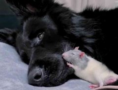 見ているだけで癒される　ジャーマンシェパードとネズミの友情にほっこり