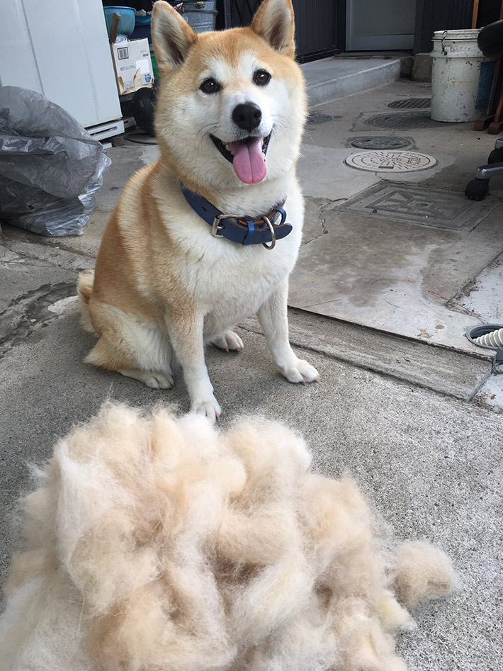 嬉しそうな表情の柴犬の前に置かれた あるもの に 衝撃 Grape グレイプ