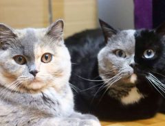 ２色の顔を持つ魅力的な猫　生まれてきた子猫たちの色に驚き！