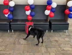 「お疲れさま！」　空港の爆発物探知犬が引退する日　最高のサプライズが