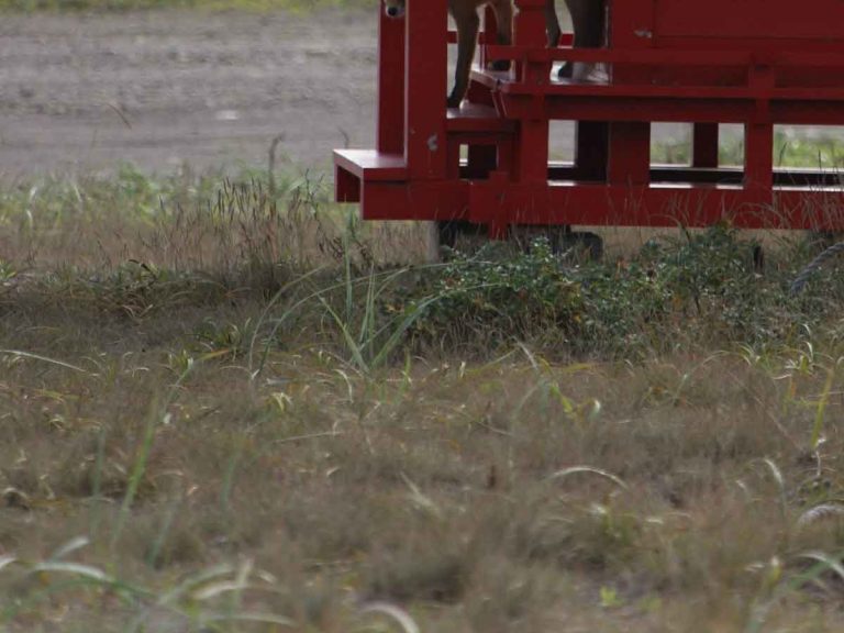 ついに目撃された神の使い 奇跡の瞬間に感動の嵐 Grape グレイプ