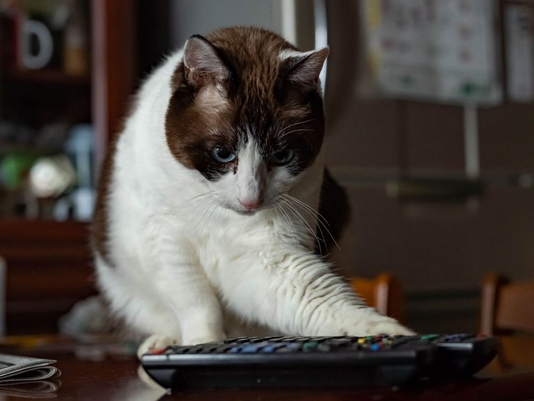 猫vs飼い主 大事なものを持っていかれないよう箱に入れた結果 Grape グレイプ