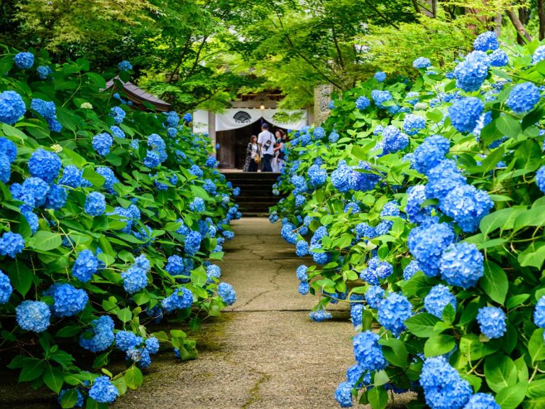 アジサイで有名な雲昌寺 副住職の お願い に そんな人がいるなんて 悲しい現実 Grape グレイプ