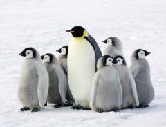 実は人間が入っているのかな？ペンギンが散歩の途中にどうしても寄りたい場所に笑いが止まらない