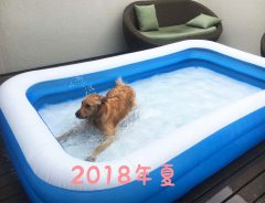 愛犬にプールを毎年用意した結果…？　２年後の姿に「笑った」「哀愁がすごい」