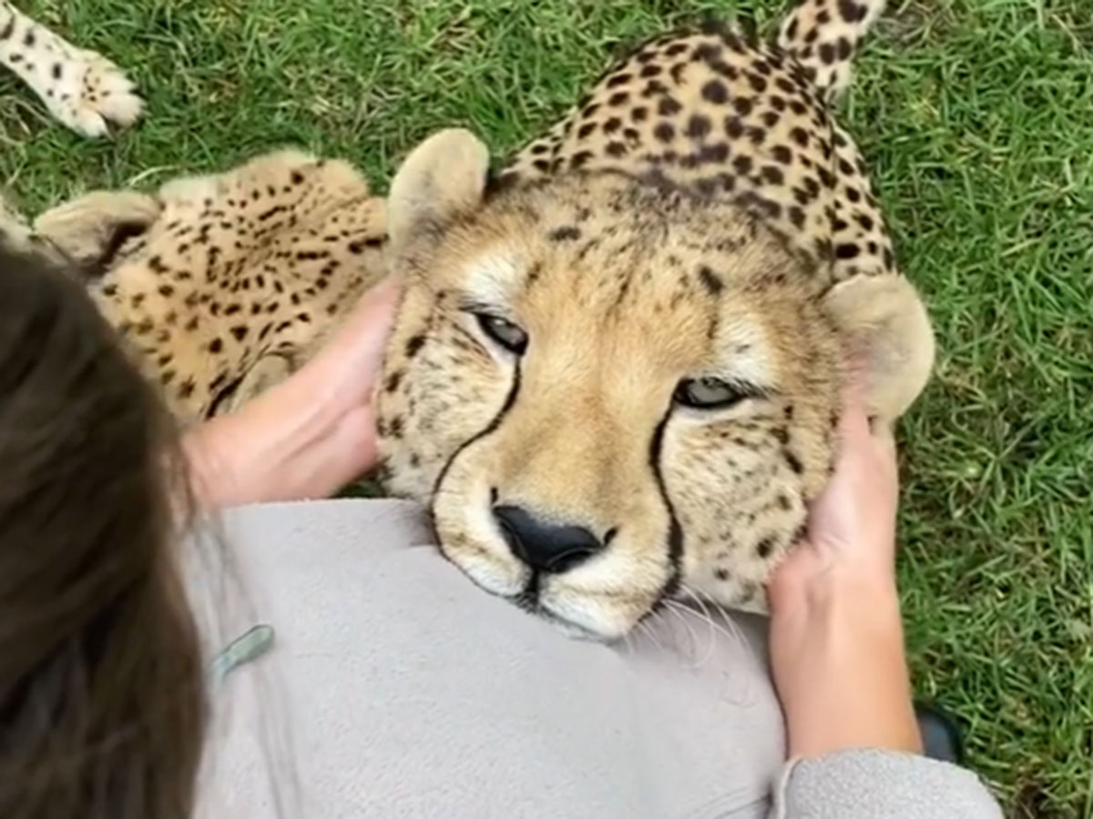 Леопард видео