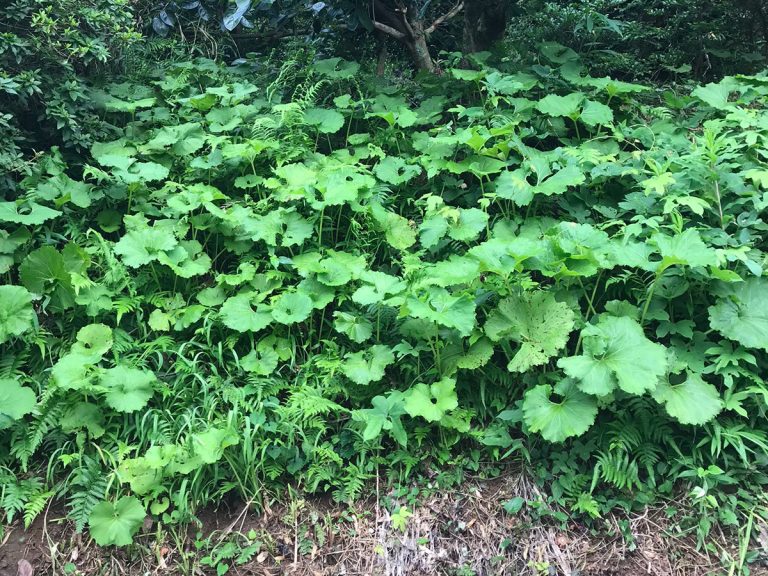 猫を探せ 写真の中に潜む 猫 を探すことに 苦戦する人が続出 Grape グレイプ