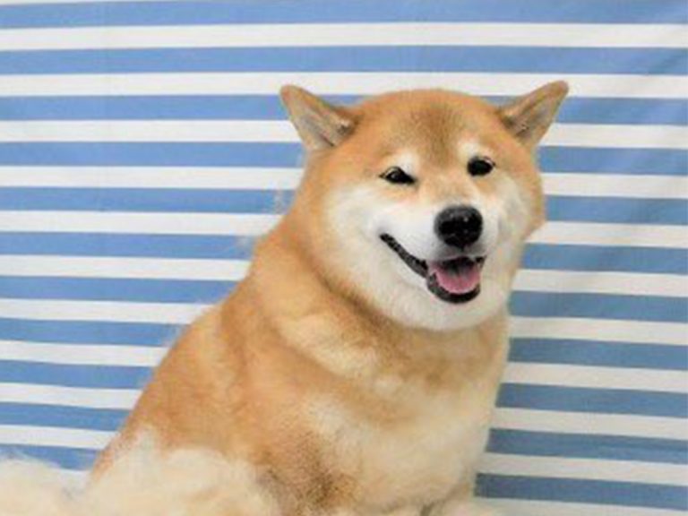 満足そうな表情の柴犬 脚元に広がる ある光景 に 驚愕 Grape グレイプ