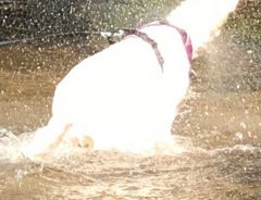 川で気持ちよさそうに水遊びをする犬　顔周りをよく見ると…？