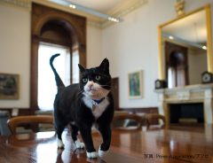イギリス外務職員の猫が辞表提出　「田舎で余生を過ごしたい」