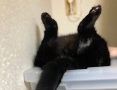 寝ている猫を写した１枚に、クスッとする人続出　「犬神家ならぬ猫神家」