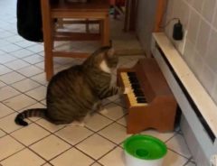 猫が奏でる『ごはんくれ』の曲に絶賛の声　「才能豊か」「ショパンを超えた」