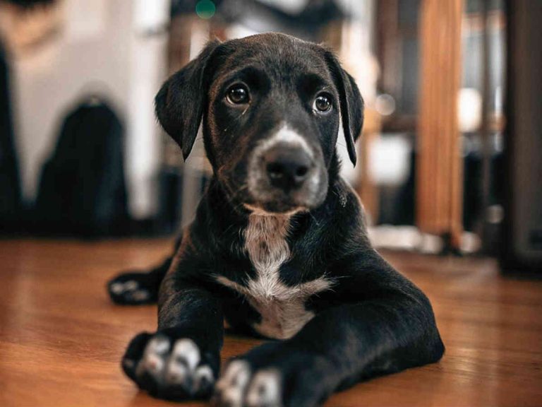 こんなことがあるなんて ３本足の保護犬を引き取った家族はなんと Grape グレイプ