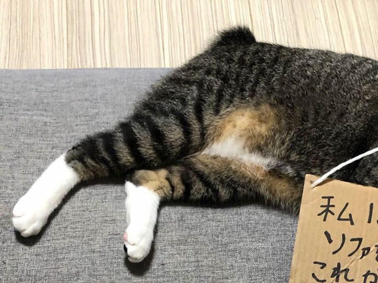 飼い主に 宣戦布告 をしてきた猫 応援する の声が寄せられた行動とは Grape グレイプ