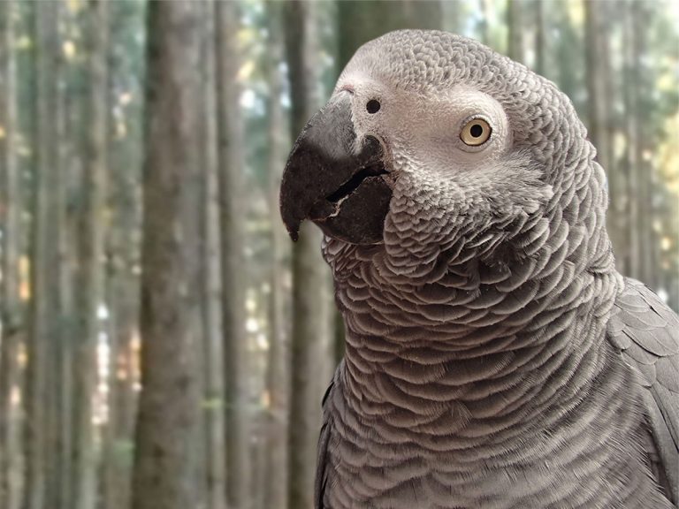 動物公園で公開中止になった ヨウム その理由が 笑っちゃいけないけど笑える Grape グレイプ